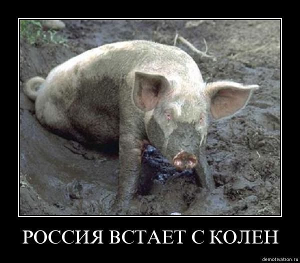 Файл:Russia Pig.jpg