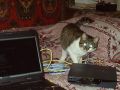 Cisco 871 и кошка на фоне ковра