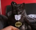 Котик Бэтмена