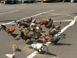 Одичавшие куры кормятся с голубями на стоянке у супермаркета (о. Кауаи, Гавайи). Те и другие чужеродны для местной природы.