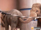 Фистинг у слоников